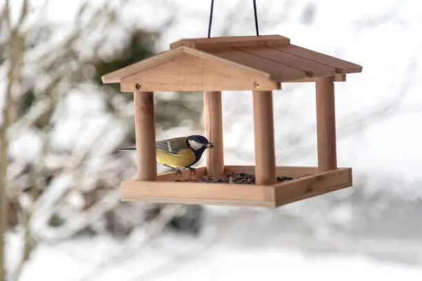 Photo of The great tit (Parus major) bird with a grain in a beak is sitting on the wooden feeder on snowy winter day