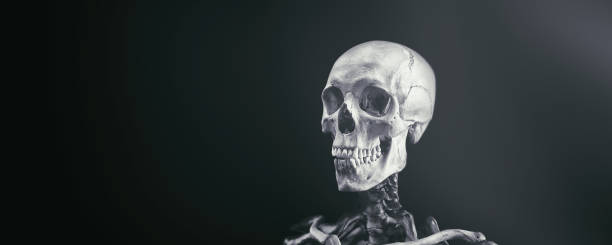 istock Skeleton of a man on a black background. A real human skeleton 1356621576