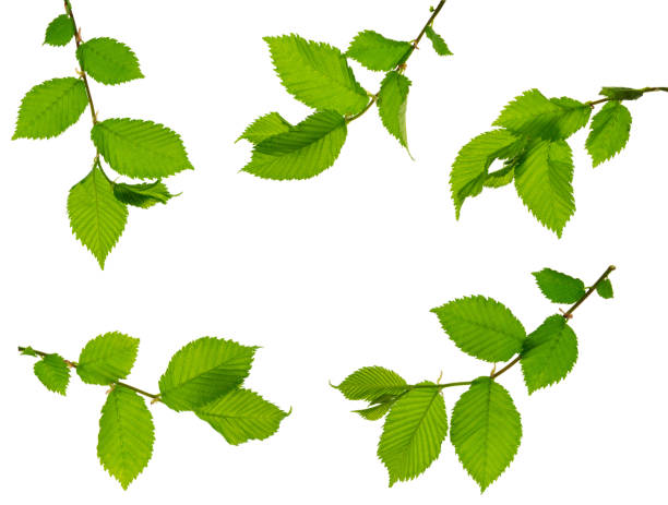 ensemble de branches d’orme avec des feuilles. jeune branche printanière à feuille verte isolée sur fond blanc. nature, verdure. - elm leaves photos et images de collection