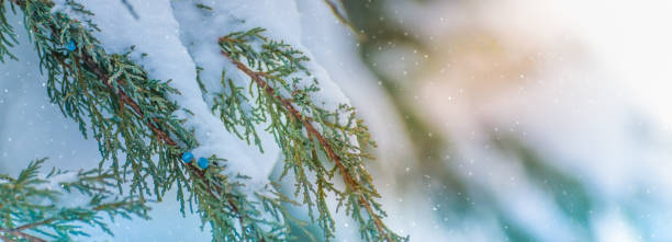 istock Winter panoramic scenery with snowy branches. Frozen tree branches in winter forest 1356623752