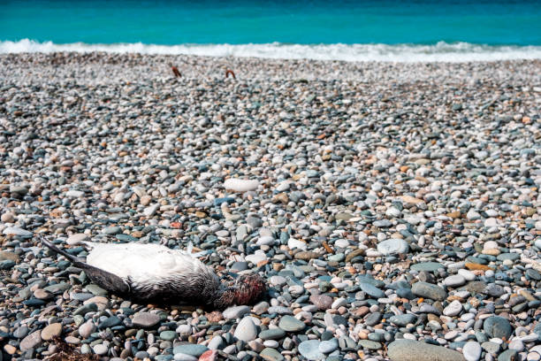 getöteter vogel an der küste, das problem des illegalen tötens von vögeln auf see - stone bird animal autumn stock-fotos und bilder