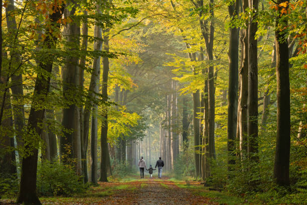 vista posteriore sulla giovane famiglia che cammina sul viale nei colori autunnali - bosco foto e immagini stock