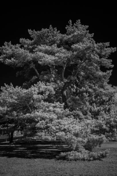 istock Infrared photography. 1356627070