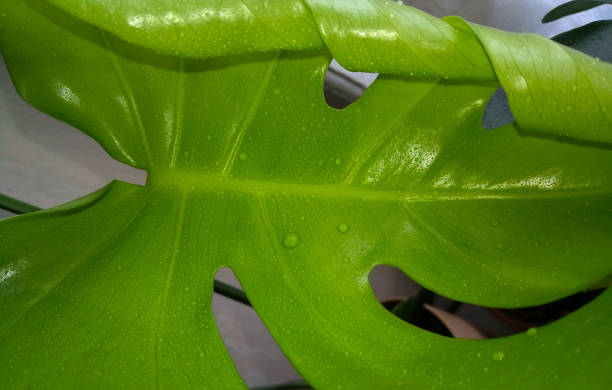monstera, una gran hoja verde joven en gotas de agua - water rainforest frond tropical climate fotografías e imágenes de stock