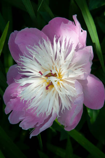 istock Peony close up, pink, white, yellow, green 1356627682