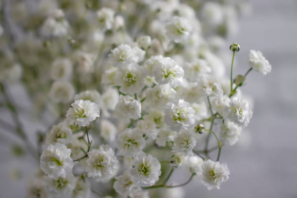 istock beautiful gypsophila flower close up 1356628539