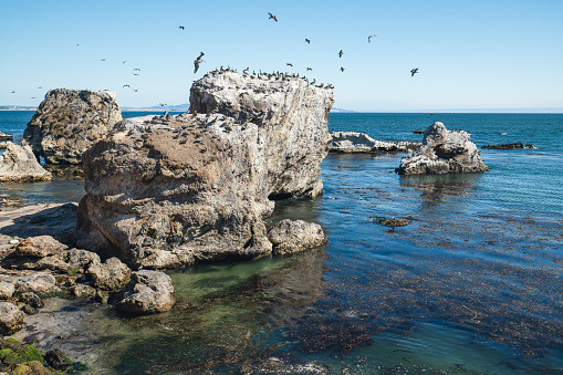 Pismo Beach cliffs and flock of birds, California Coastline