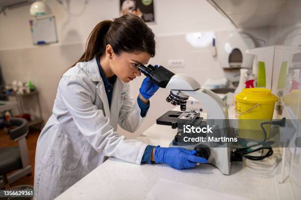 Female Vet Examining Sample Through Microscope Stock Photo - Download Image Now - Veterinarian, Microscope, Animal Hospital