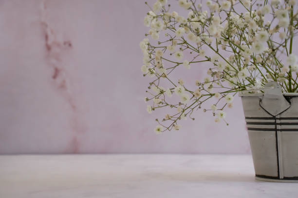 istock beautiful gypsophila flower on a light wall 1356633259