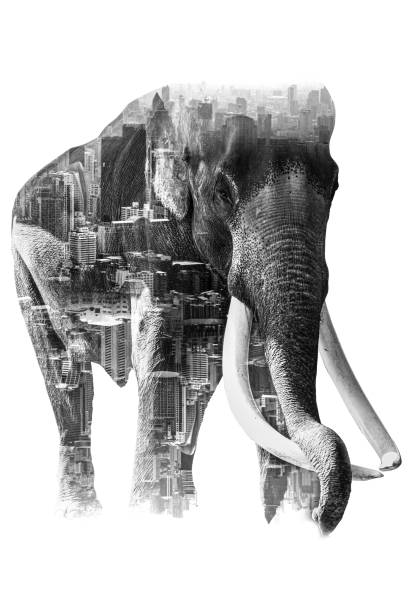 istock Double Exposure Effect Elephant with elephant and city to use for problems Nomadic elephants for food, elephants begging, elephants have no forest. elephant persecuto 1356633282