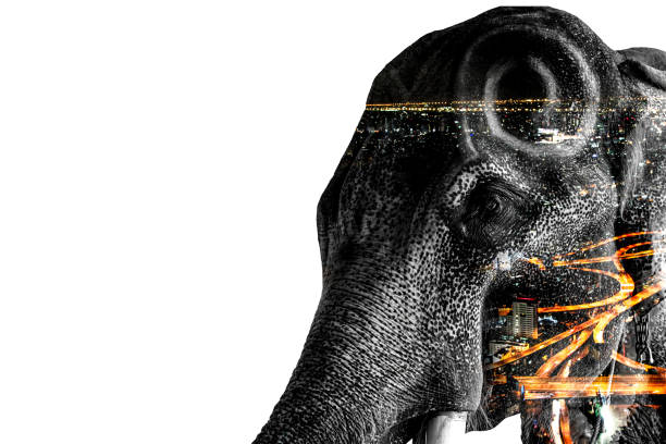 istock Double Exposure Effect Elephant with elephant and city to use for problems Nomadic elephants for food, elephants begging, elephants have no forest. elephant persecuto 1356633942