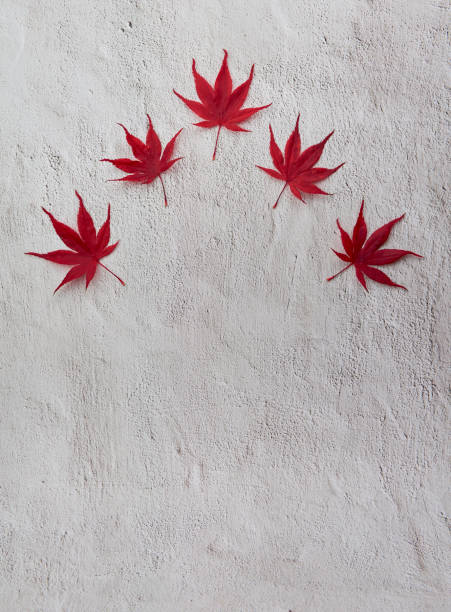 istock Red maple leaves on white background. Text space. 1356634330