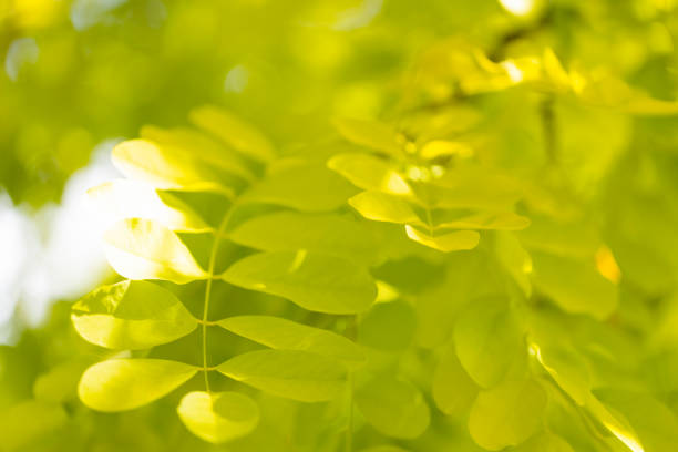Soft and beautiful leafs in spring sunshine, macro photography, background with copy space, macro, full frame horizontal composition