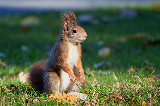 Eurasian red squirrel close-up (Sciurus vulgaris)
