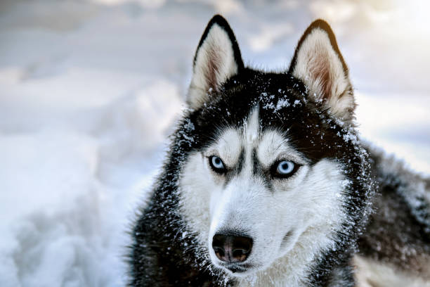 istock Husky dog on snow. Snow winter background 1356635772