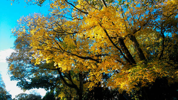 istock Yellow tree leaves at dusk, autumn time, garden path. 1356636113