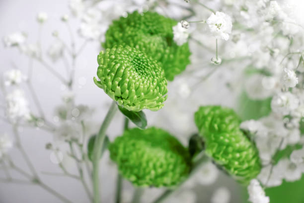 beautiful gypsophila flower, chrysanthemum on a light wall