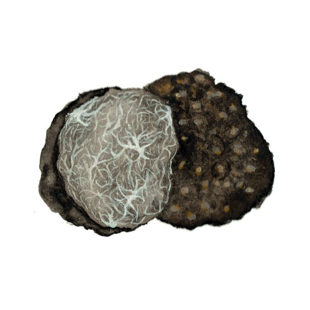 mushroom tuber melanosporum in watercolor, edible mushroom black truffle hand drawn, isolated on white background - truffle tuber melanosporum mushroom 幅插畫檔、美工圖案、卡通及圖標