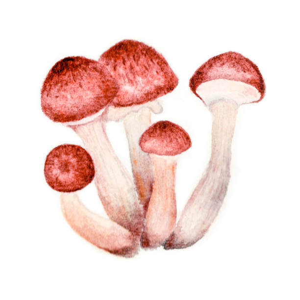 illustrazioni stock, clip art, cartoni animati e icone di tendenza di fungo armillaria mellea acquerello, fungo commestibile armillaria mellea disegnato a mano isolato su fondo bianco - honey agaric