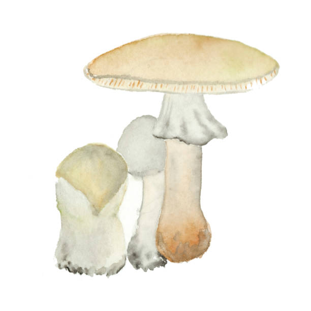 버섯 아마니타 팔로이드 수채화, 유독 버섯 창백한 두꺼비 도구 손으로 그린, 흰색 배경에 고립 - 알광대버섯 stock illustrations