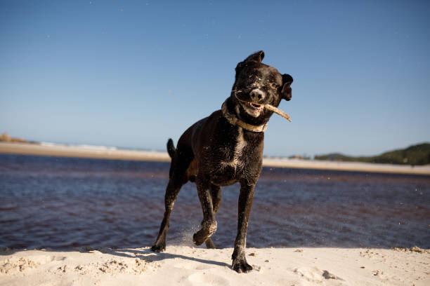 istock Dog looking at the camera with a stick in its mouth 1356637367