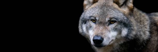 istock Template of a gray wolf with a black background 1356638480
