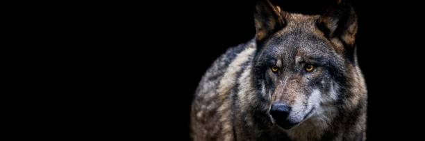istock Template of a gray wolf with a black background 1356638493