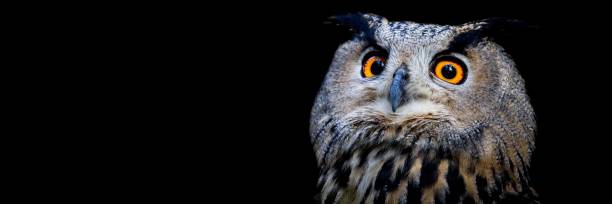 istock Template of a Eurasian Eagle-Owl with a black background 1356638496