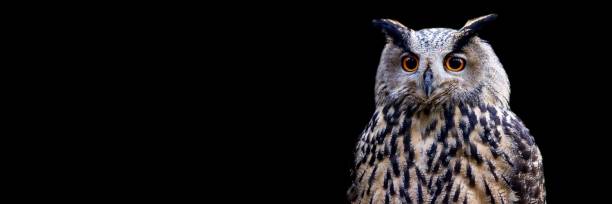 Template of a Eurasian Eagle-Owl with a black background