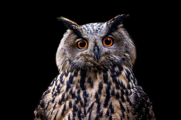 istock Template of a Eurasian Eagle-Owl with a black background 1356638530