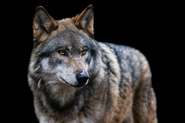 istock Template of a gray wolf with a black background 1356638531