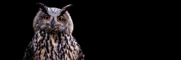 istock Template of a Eurasian Eagle-Owl with a black background 1356638537