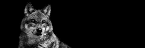 istock Template of a gray wolf with a black background 1356638544