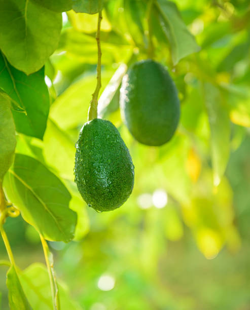 istock Two avocado fruits hanging on a tree 1356638734