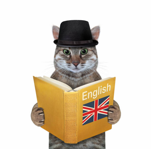 istock Cat2 gray reads english textbook 1356638973