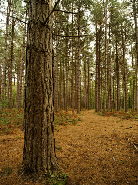 pins dans une forêt avec un chemin - southern beech photos et images de collection