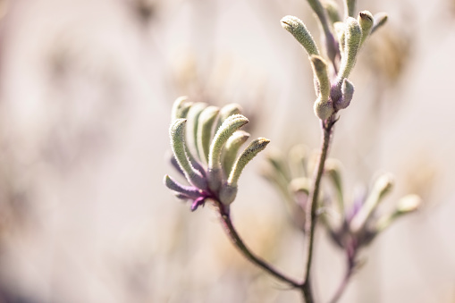 Purple Kangaroo Paw buds and flowers, macro photography, background with copy space, full frame horizontal composition