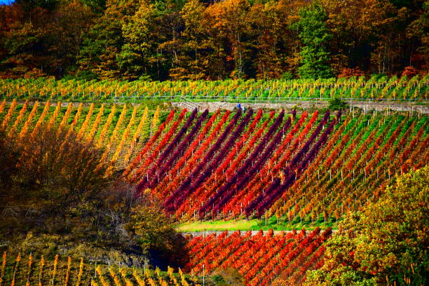 istock colorful vineyards in Ahr valley during autumn 1356641316