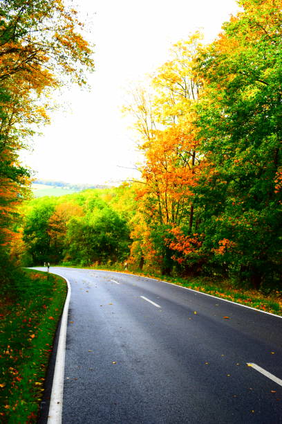 istock wet road through autumn forest 1356641852