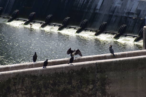 cormorants resting on the wall at fish stairway