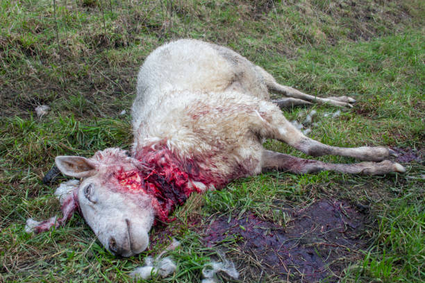 ovejas muertas atacadas por un depredador, lobo, perro,. acostado en el campo con el cuello ensangrentado. - paleobiology fotografías e imágenes de stock