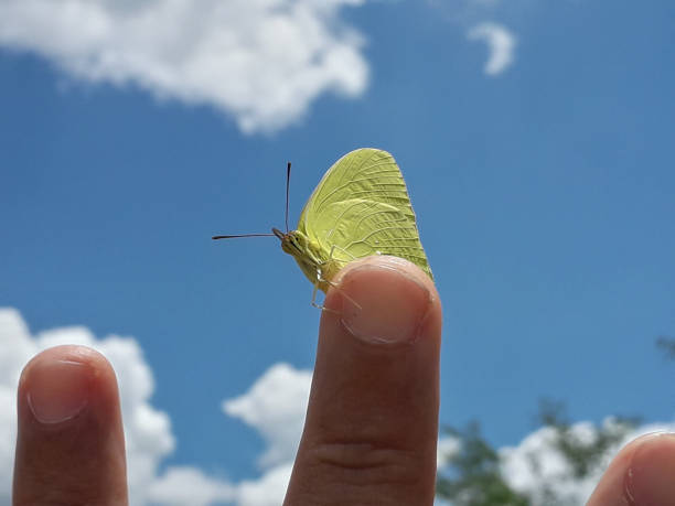 istock Yellow butterfly and blue sky 1356642837