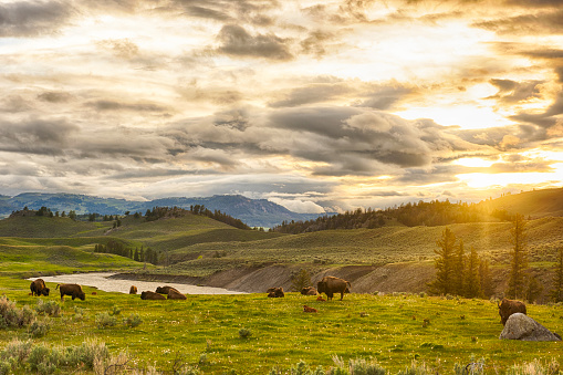 Herd of adult and baby buffaloes (bison bison) at sunset time. Yellowstone National Park, Wyoming, USA
