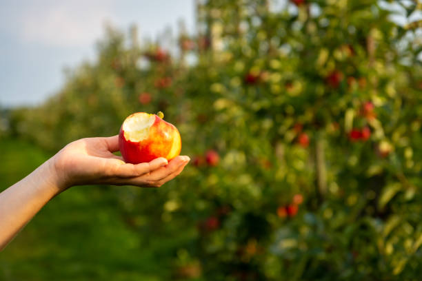 Woman hand holding a tasty, bitten red apple in the apple tree orchard Beautiful, ripe red apple being held and displayed, on a blurred background apple bite stock pictures, royalty-free photos & images
