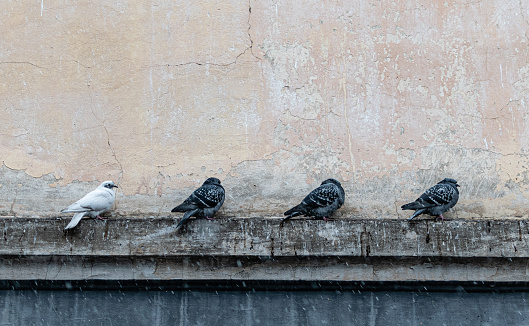 Four pigeons sitting on house parapet during snowfall on background of old plastered wall
