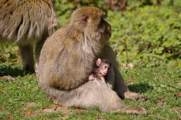 istock The mum with her baby 1356645373
