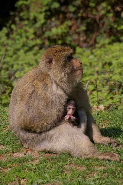 The mum with her baby (2)