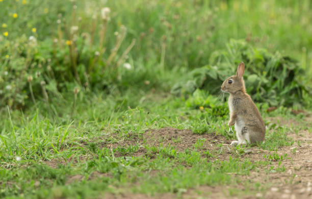 jeune lapin sauvage indigène, assis debout sur le bord d’une marge de champ.  alerte et regard vers la gauche. - lapin viande de gibier photos et images de collection