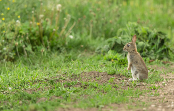 giovane coniglio selvatico e nativo, seduto in posizione verticale sul bordo di un margine di campo.  allerta e guardando a sinistra. - left field foto e immagini stock