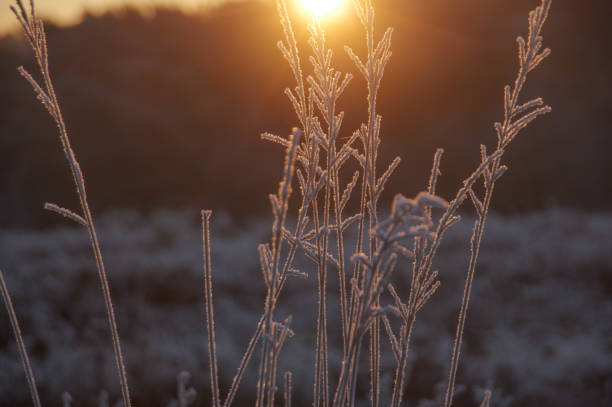 Frozen dew in the heath landcape cold Brunssummerheide